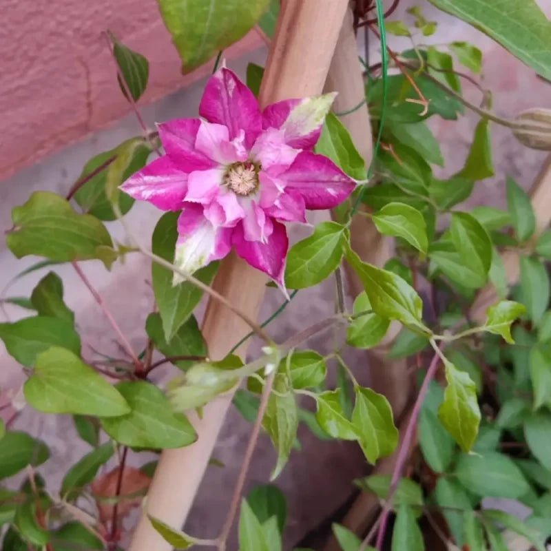 Polonia Clematis Seeds - Verdseeds