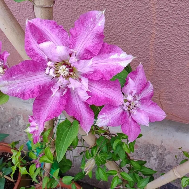 Polonia Clematis Seeds - Verdseeds