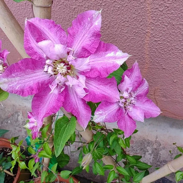 Polonia Clematis Seeds - Verdseeds