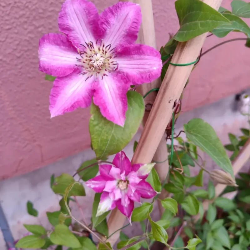 Polonia Clematis Seeds - Verdseeds