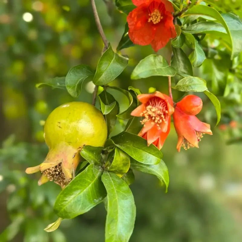 Pomegranate Seeds - Verdseeds