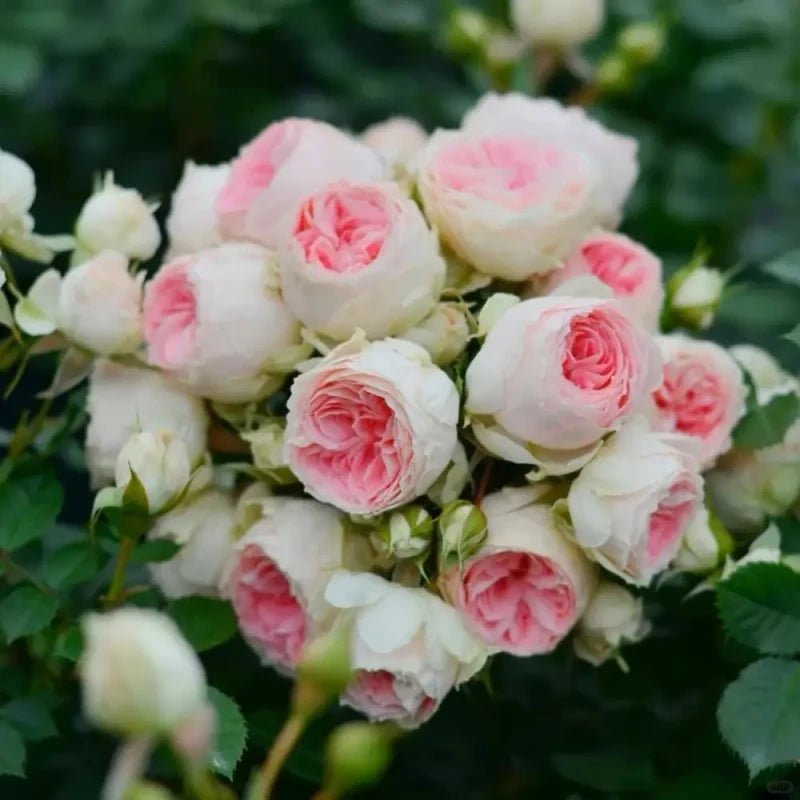 Pompon Veranda Garden Rose Seeds - Verdseeds