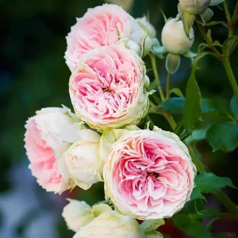 Pompon Veranda Garden Rose Seeds - Verdseeds
