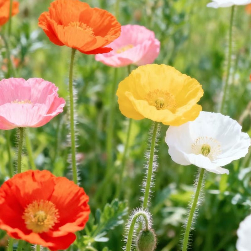 Poppy Seeds - Verdseeds