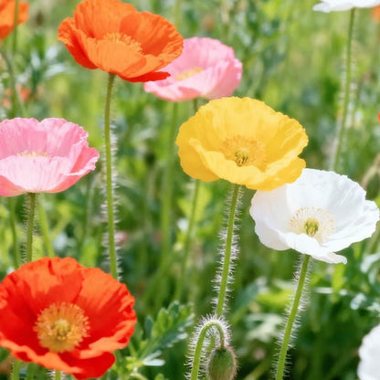 Poppy Seeds - Verdseeds