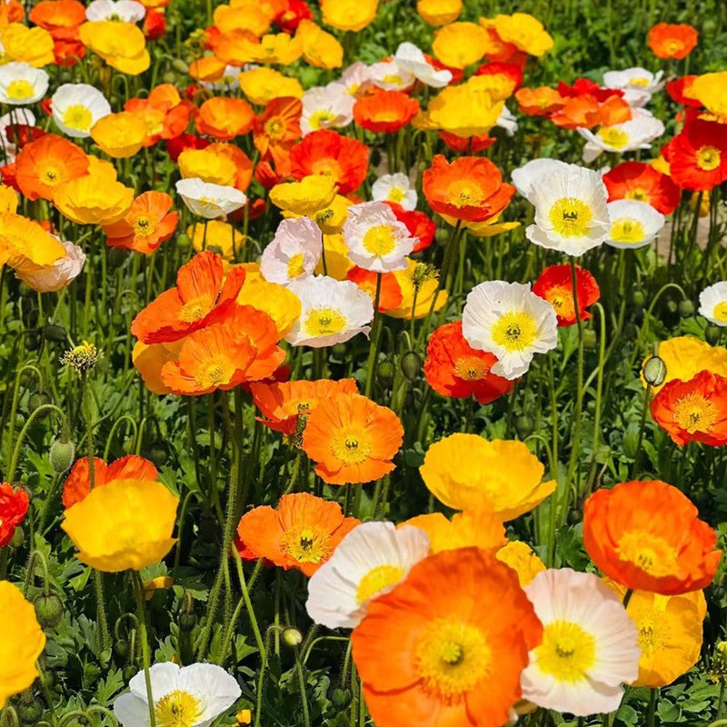Poppy Seeds - Verdseeds