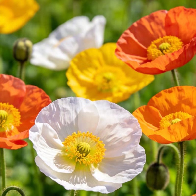 Poppy Seeds - Verdseeds