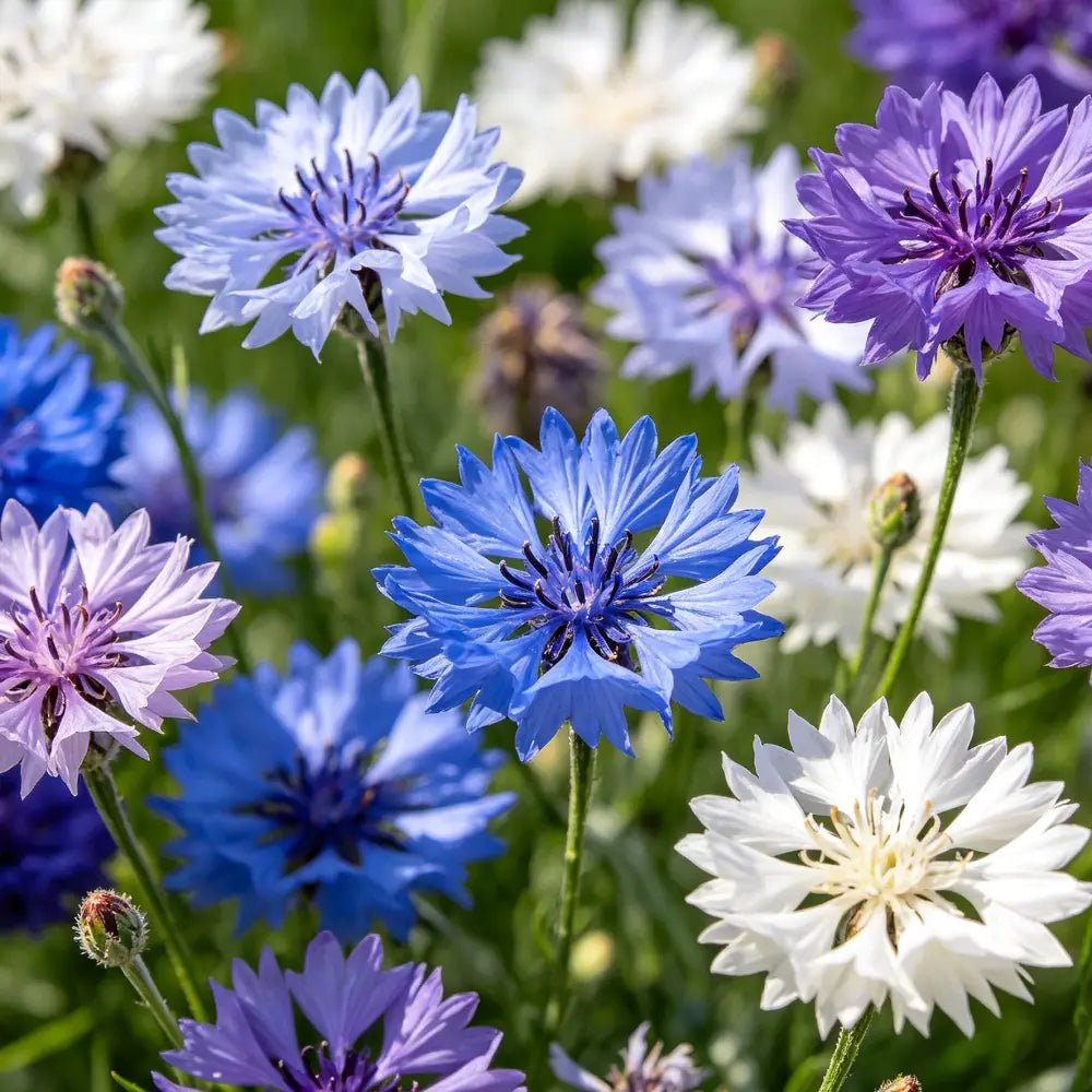 Premium Cornflower Seeds - Verdseeds