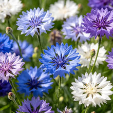 Premium Cornflower Seeds - Verdseeds