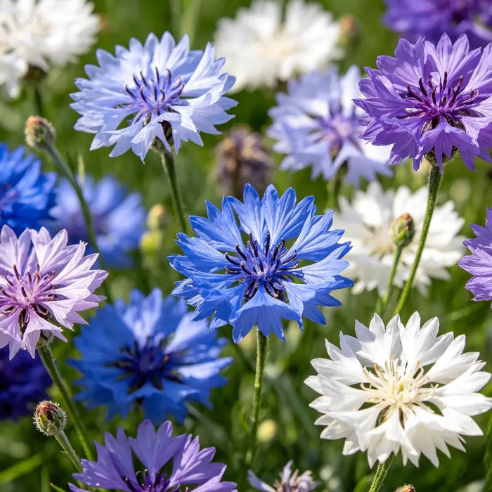 Premium Cornflower Seeds - Verdseeds