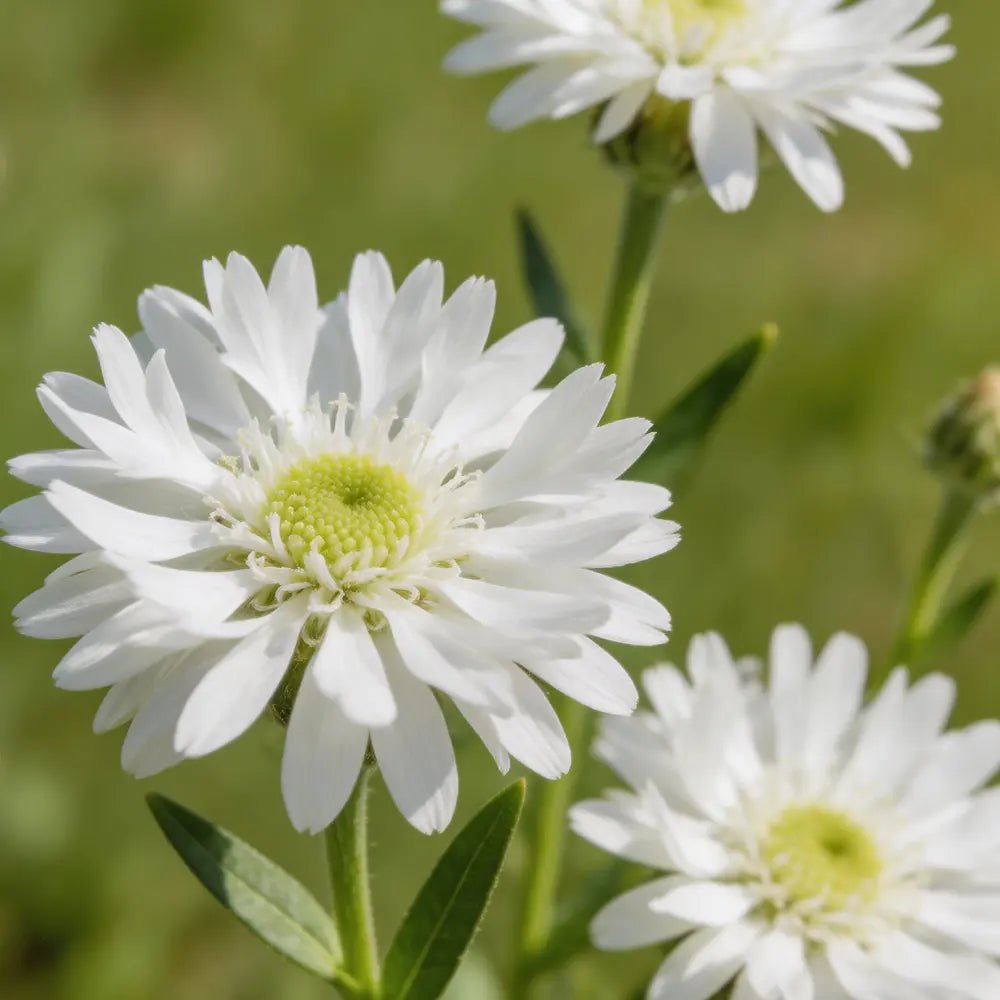 Premium Cornflower Seeds - Verdseeds