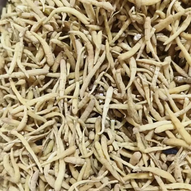 Prince Ginseng Seeds - Verdseeds