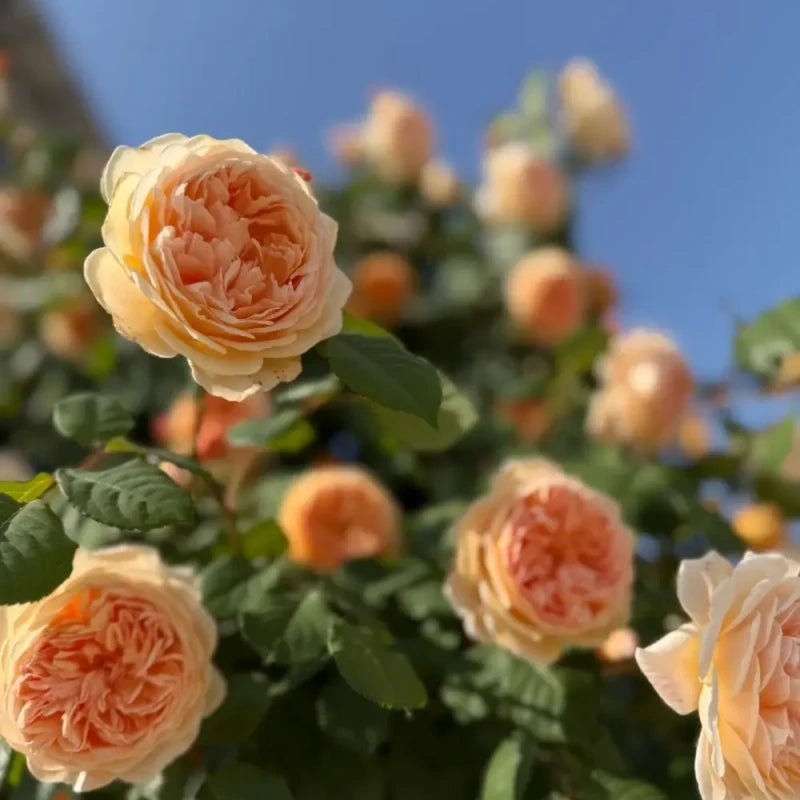 Princess Rose Seeds - Verdseeds