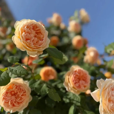 Princess Rose Seeds - Verdseeds