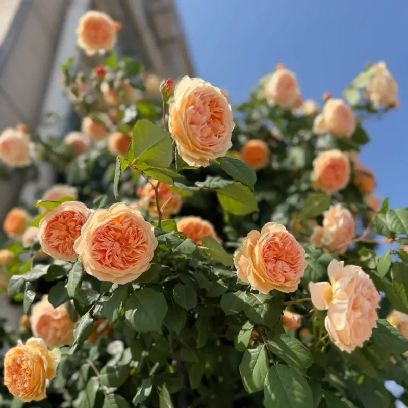 Princess Rose Seeds - Verdseeds