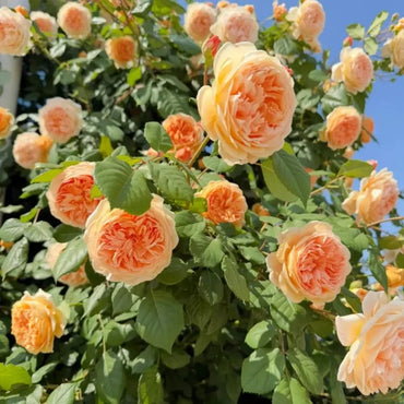 Princess Rose Seeds - Verdseeds