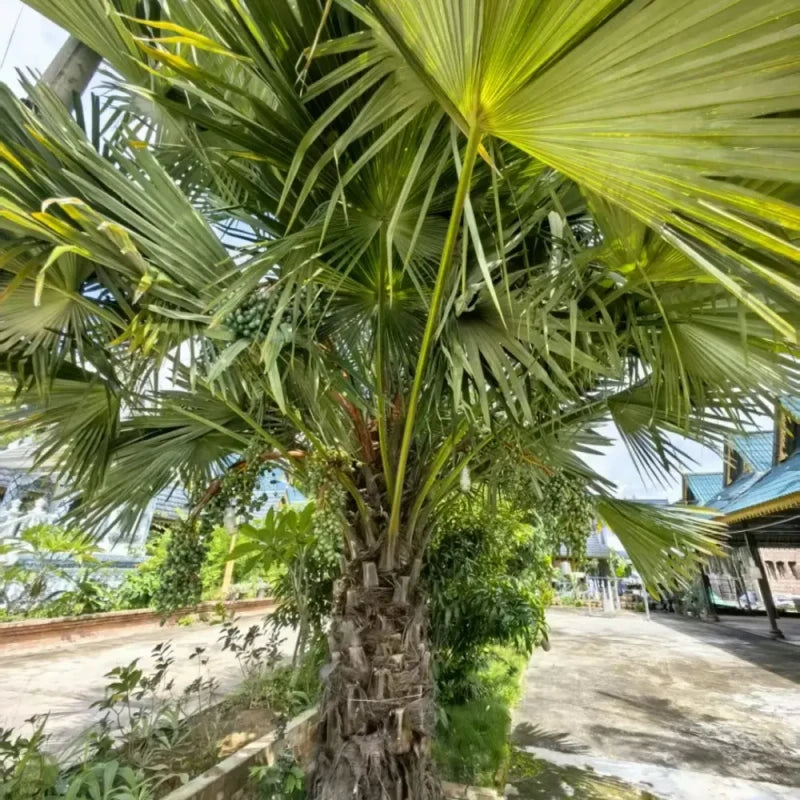 Chinese Fan Palm Seeds