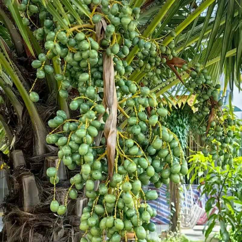 Chinese Fan Palm Seeds