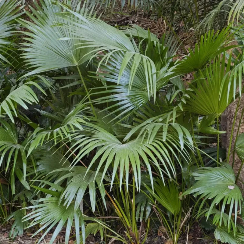 Chinese Fan Palm Seeds