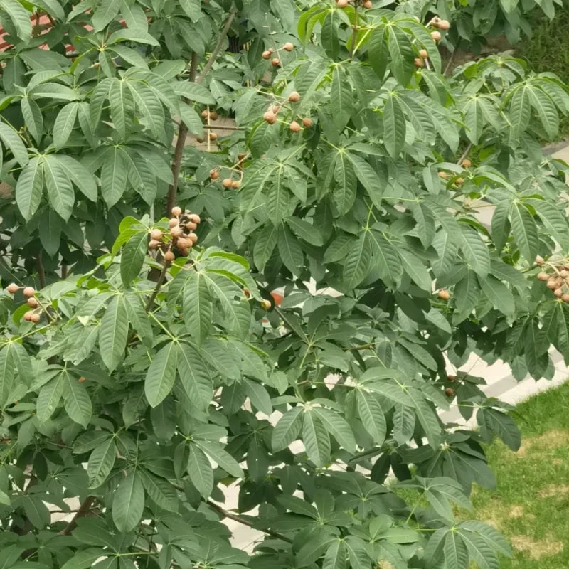 Sacred Fig Seeds