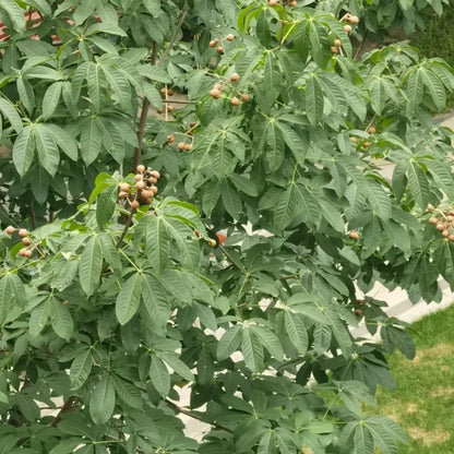 Sacred Fig Seeds