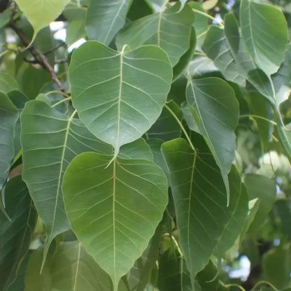 Sacred Fig Seeds