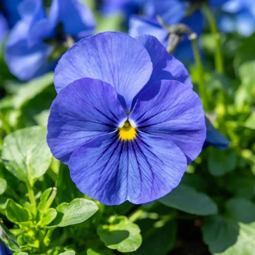 Pure Blue Pansy Seeds - Verdseeds