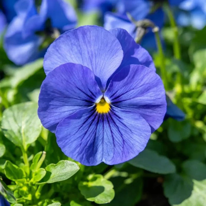 Pure Blue Pansy Seeds - Verdseeds