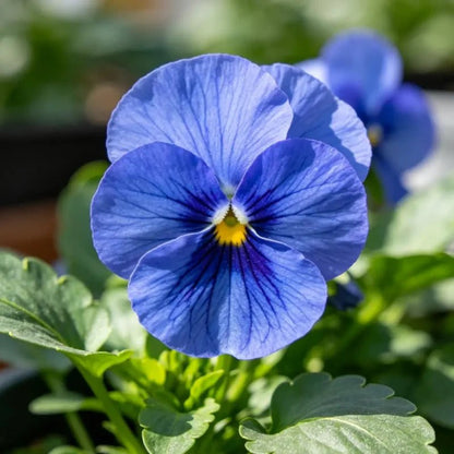 Pure Blue Pansy Seeds - Verdseeds