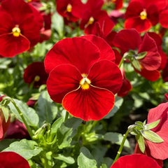 Pure Red Pansy Seeds - Verdseeds