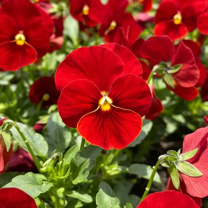 Pure Red Pansy Seeds - Verdseeds