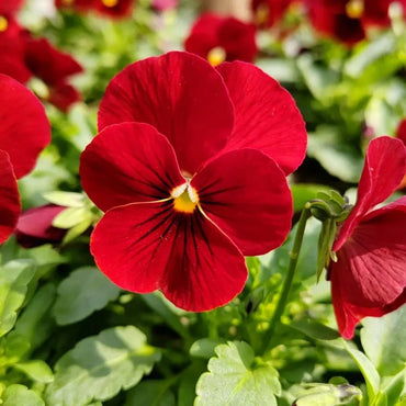 Pure Red Pansy Seeds - Verdseeds