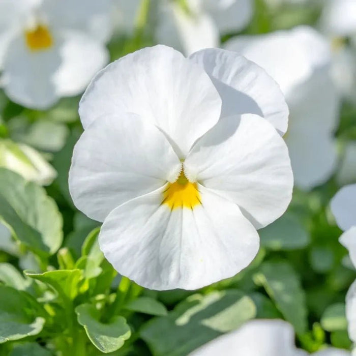 Pure White Pansy Seeds - Verdseeds