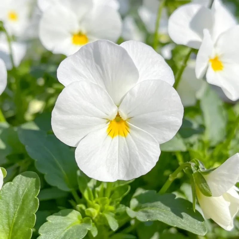 Pure White Pansy Seeds - Verdseeds
