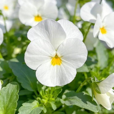 Pure White Pansy Seeds - Verdseeds