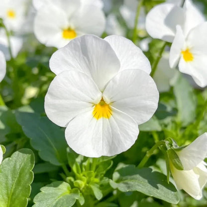 Pure White Pansy Seeds - Verdseeds
