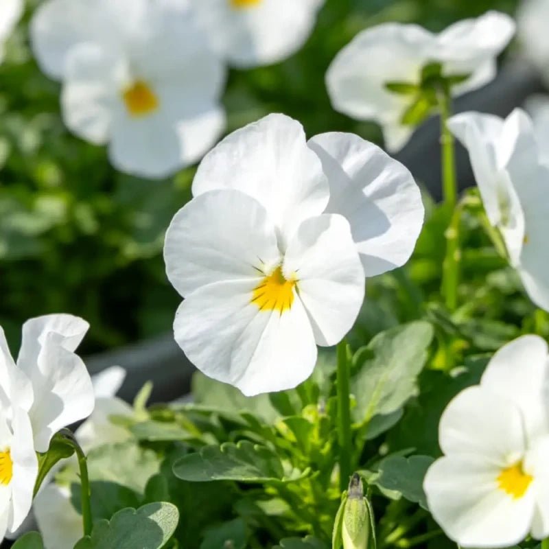 Pure White Pansy Seeds - Verdseeds