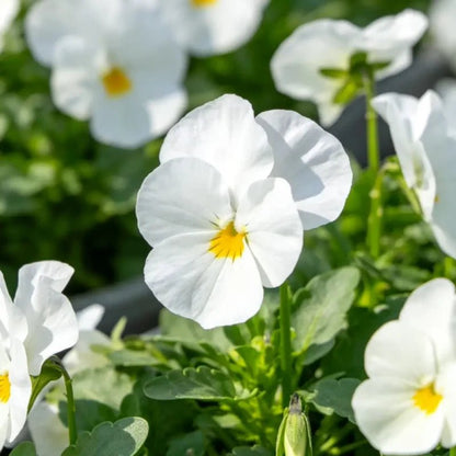Pure White Pansy Seeds - Verdseeds