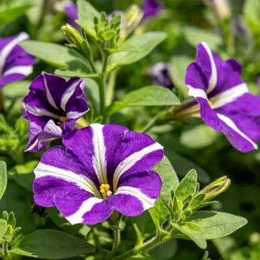 Purple and white stripes Hybrid Petunia Seeds - Verdseeds