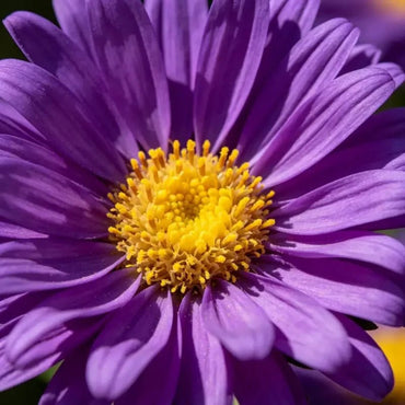 Purple Aster Seeds - Verdseeds