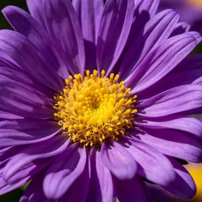Purple Aster Seeds - Verdseeds