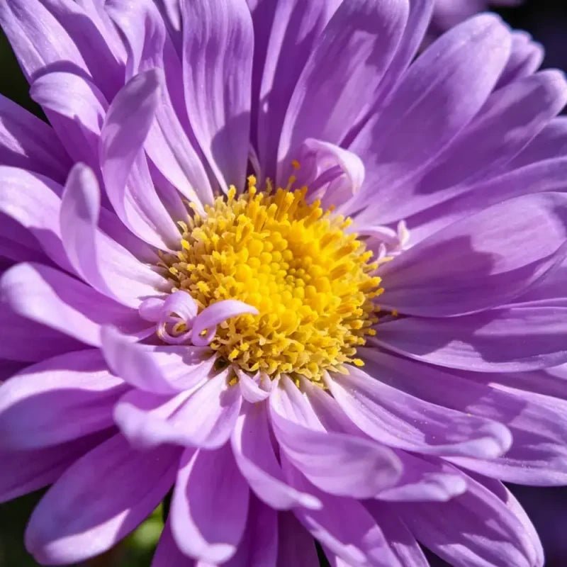 Purple Aster Seeds - Verdseeds