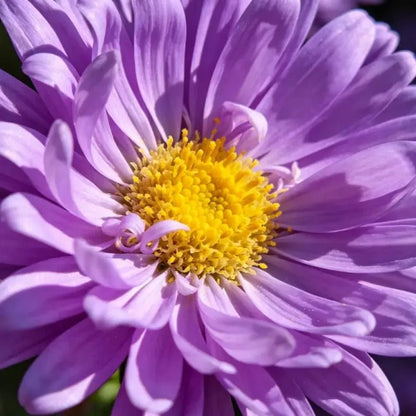 Purple Aster Seeds - Verdseeds