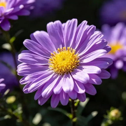 Purple Aster Seeds - Verdseeds