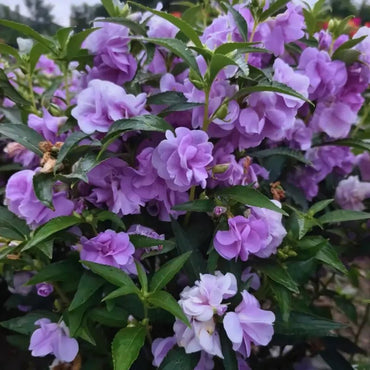Purple Balsam Seeds - Verdseeds