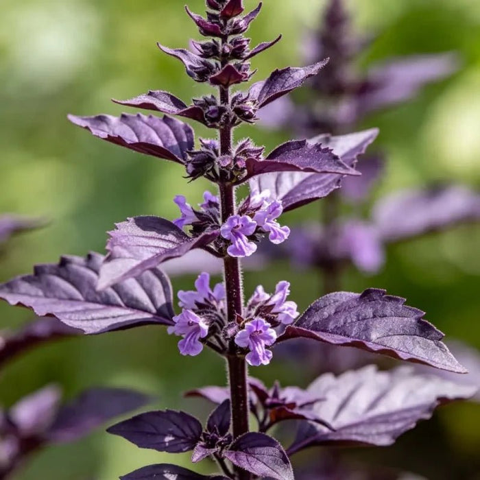 Purple Basil - Verdseeds