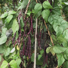 Purple Bean Seeds - Verdseeds