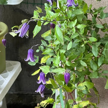 Purple Bells Clematis Seeds - Verdseeds