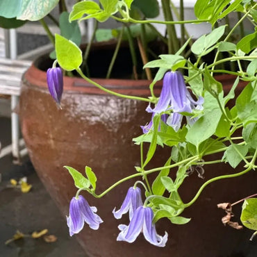Purple Bells Clematis Seeds - Verdseeds