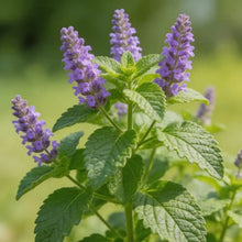 Purple Catnip Seeds - Verdseeds